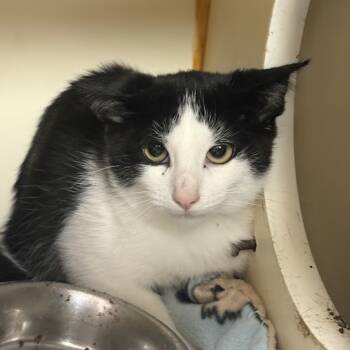 Rescue Domestic Short Hair Cats for Adoption in South Elgin, Illinois - Graphite | PetCurious