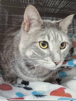 Domestic Short Hair Cats Available for Adoption in New Windsor, New York - Elsa | PetCurious