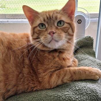 Bobby -  Domestic Short Hair Cat for Adoption in Belmont, New York - Bobby | PetCurious