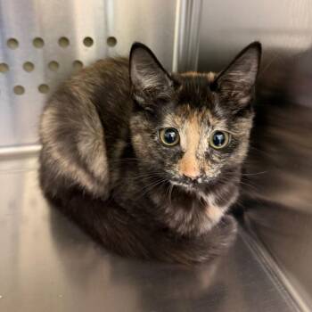 Drew Purrymore -  Domestic Short Hair Cat for Adoption in Norman, Oklahoma - Drew Purrymore | PetCurious