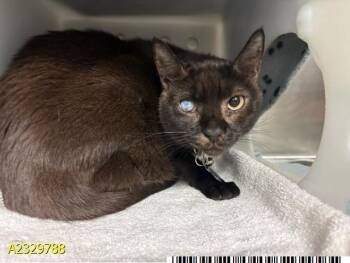 Domestic Short Hair Cats Available for Adoption - LUCY LU | PetCurious