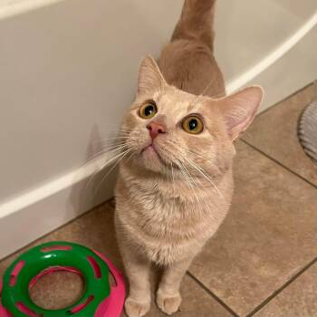 Dodge -  Domestic Short Hair Cat for Adoption in San Tan Valley, Arizona - Dodge | PetCurious