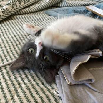 Sox -  Domestic Medium Hair Cat for Adoption in Prescott, Arizona - Sox | PetCurious