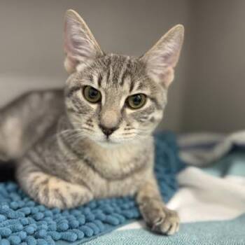 Appaloosa -  Domestic Short Hair Cat for Adoption in Atlanta, Georgia - Appaloosa | PetCurious