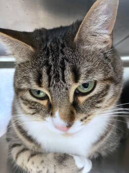 Rescue Domestic Short Hair Cats for Adoption in Plano, Texas - Jen A183313 | PetCurious