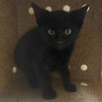 Wolfsbane -  Domestic Short Hair Cat for Adoption in Cheyenne, Wyoming - Wolfsbane | PetCurious