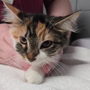 Squirrel Flight -  Domestic Short Hair Cat for Adoption in West Olive, Michigan - Squirrel Flight | PetCurious