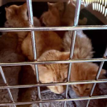 Nala -  Domestic Short Hair Cat for Adoption in Mocksville, North Carolina - Nala | PetCurious