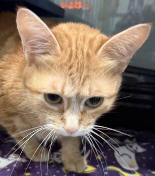 Raja -  Domestic Short Hair Cat for Adoption in Sault Ste. Marie, Michigan - Raja | PetCurious