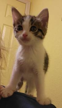 CORRINE -  Domestic Short Hair Cat for Adoption in Broomfield, Colorado - CORRINE | PetCurious