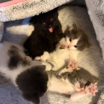 Ballad -  Domestic Short Hair Cat for Adoption in Buffalo, Minnesota - Ballad | PetCurious