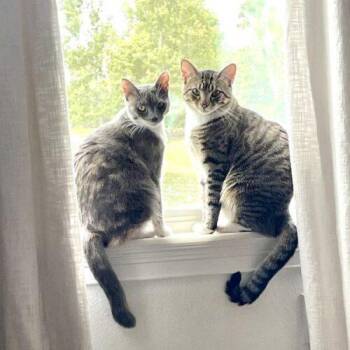 Palmer -  Domestic Short Hair Cat for Adoption in Tampa, Florida - Palmer | PetCurious