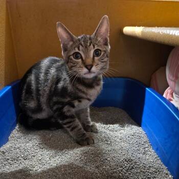 Tommy -  Domestic Short Hair Cat for Adoption in Buffalo, New York - Tommy | PetCurious