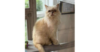 Rescue Persian and Munchkin Cats for Adoption in Pinellas Park, Florida - Priscilla | PetCurious