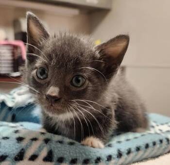 Domestic Short Hair Cats Available for Adoption in Oakland, California - The Flash | PetCurious