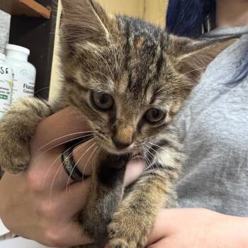 Juno -  Domestic Short Hair Cat for Adoption in Corinth, Mississippi - Juno | PetCurious