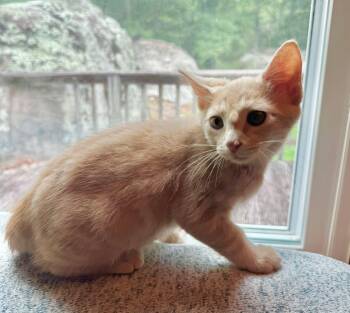 Domestic Medium Hair Cats Available for Adoption in Fort Payne, Alabama - Tuff | PetCurious