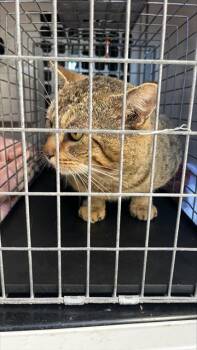 Domestic Medium Hair Cats Available for Adoption - A134640 | PetCurious
