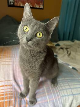 Haven -  Domestic Short Hair Cat for Adoption in Newport, Kentucky - Haven | PetCurious