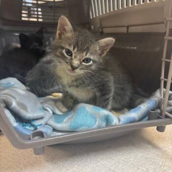 Soccer -  Domestic Short Hair Cat for Adoption in Hinesville, Georgia - Soccer | PetCurious