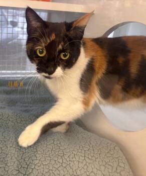 Domestic Short Hair Cats Available for Adoption - French Toast | PetCurious