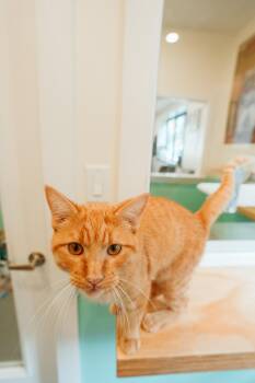 Rescue Domestic Short Hair Cats for Adoption in Jackson, Wyoming - Honey | PetCurious