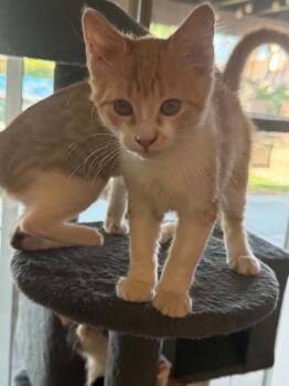 Hopper 2 -  Domestic Short Hair Cat for Adoption in Tucson, Arizona - Hopper 2 | PetCurious