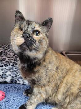 Domestic Medium Hair Cats Available for Adoption in Logan, Utah - Stormfront | PetCurious