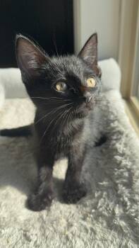 Domestic Short Hair Cats Available for Adoption in Portland, Oregon - Carbon | PetCurious