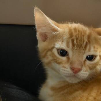 1250-C26 -  Domestic Short Hair Cat for Adoption in Port Charlotte, Florida - 1250-C26 | PetCurious