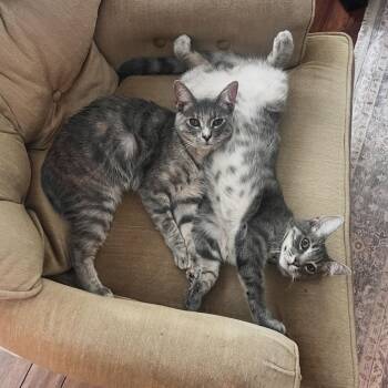 Tatiana (bonded to Pasha) -  Russian Blue and American Shorthair Cat for Adoption in Austin, Texas - Tatiana (bonded To Pasha) | PetCurious