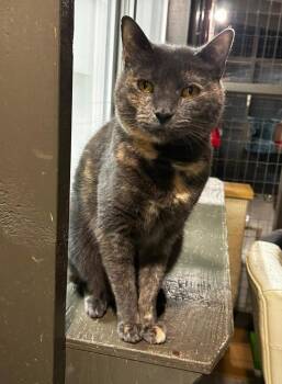 Rescue Domestic Short Hair Cats for Adoption in Maple Ridge, British Columbia - Grilled Cheese | PetCurious