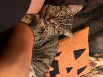 Rescue Domestic Short Hair Cats for Adoption in Hickory, North Carolina - George | PetCurious