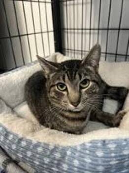 Domestic Short Hair Cats Available for Adoption - Samwise | PetCurious