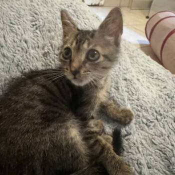 Rescue Domestic Short Hair Cats for Adoption in Cumming, Georgia - Smokin Joe Frazier | PetCurious