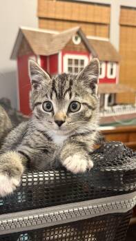 Hera -  Domestic Short Hair Cat for Adoption in Waxhaw, North Carolina - Hera | PetCurious