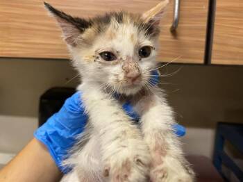 Rescue Domestic Short Hair Cats for Adoption in Modesto, California - ELAINE | PetCurious