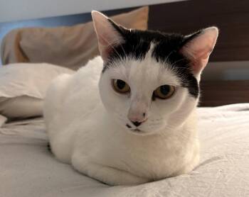 Domestic Short Hair Cats Available for Adoption in Buford, Georgia - Lumi | PetCurious