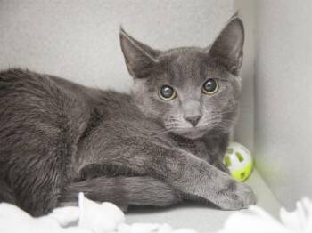 Domestic Short Hair Cats Available for Adoption in Phoenix, Arizona - SMITTY | PetCurious