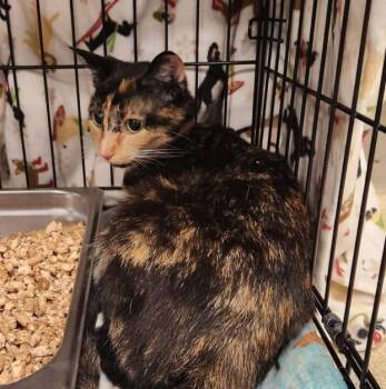 TERIYAKI -  Domestic Short Hair Cat for Adoption in Hagerstown, Maryland - TERIYAKI | PetCurious