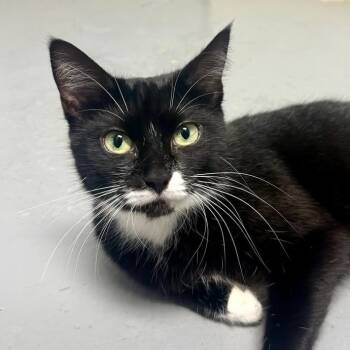 Rescue Domestic Short Hair Cats for Adoption in Sarasota, Florida - Noir | PetCurious