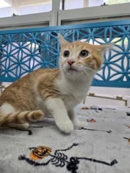 Mickey -  Domestic Short Hair Cat for Adoption in Savannah, Georgia - Mickey | PetCurious