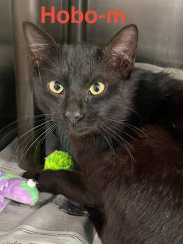 Domestic Short Hair Cats Available for Adoption in Brookhaven, Mississippi - Hobo 26 | PetCurious