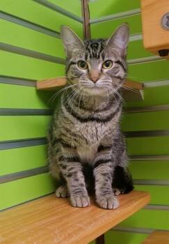 Domestic Short Hair Cats Available for Adoption in St. Peters, Missouri - DARIA | PetCurious