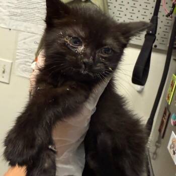Plemmy -  Domestic Medium Hair Cat for Adoption in Charleston, West Virginia - Plemmy | PetCurious