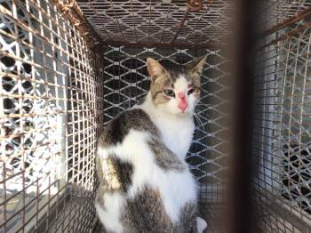 Domestic Short Hair Cats Available for Adoption - Kitty Kat | PetCurious