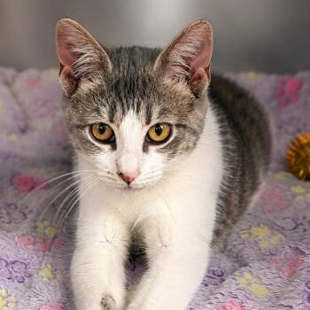 CRICKET -  Domestic Short Hair Cat for Adoption in Cranston, Rhode Island - CRICKET | PetCurious