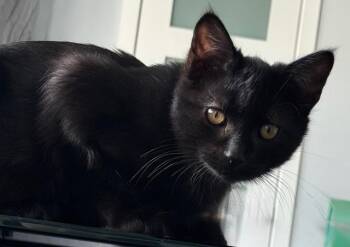 Rescue Domestic Short Hair Cats for Adoption in Burnaby, British Columbia - Kir | PetCurious