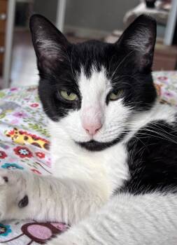 Rescue Domestic Short Hair Cats for Adoption in Boca Raton, Florida - Belle | PetCurious