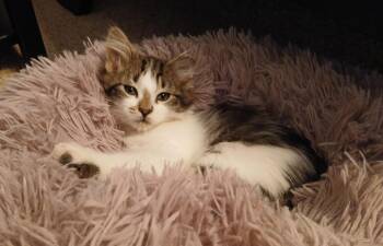 Domestic Short Hair Cats Available for Adoption in Duluth, Georgia - Finnegan | PetCurious